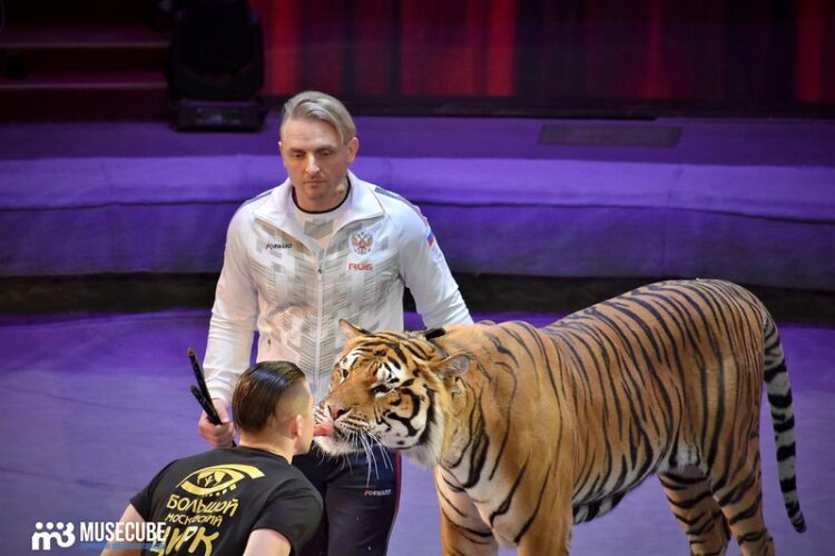 Открытая репетиция в Большом Московском цирке: Братья Запашные – не только тигры